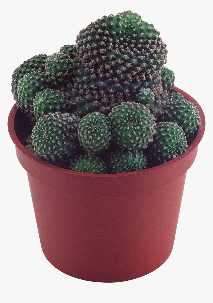 Cactus Png Image - Succulent Plant Transparent Background, Png Download
