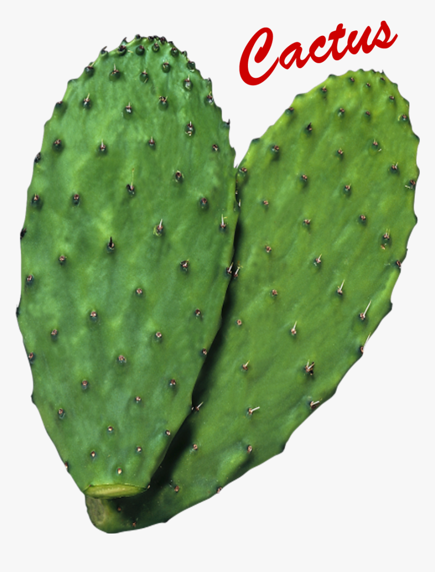 Cactus Png Image - Nopal Png, Transparent Png