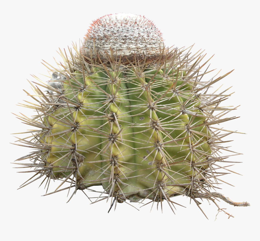 Hedgehog Cactus, HD Png Download