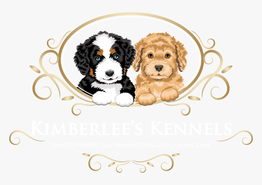 Labradoodle, HD Png Download