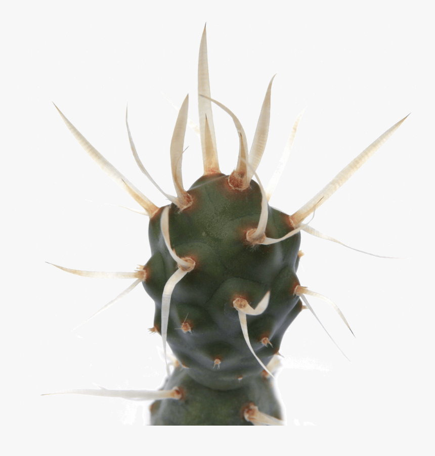 Tephrocactus Articulatus Paper Spine Cactus 
 Class - Thorns, Spines, And Prickles, HD Png Download