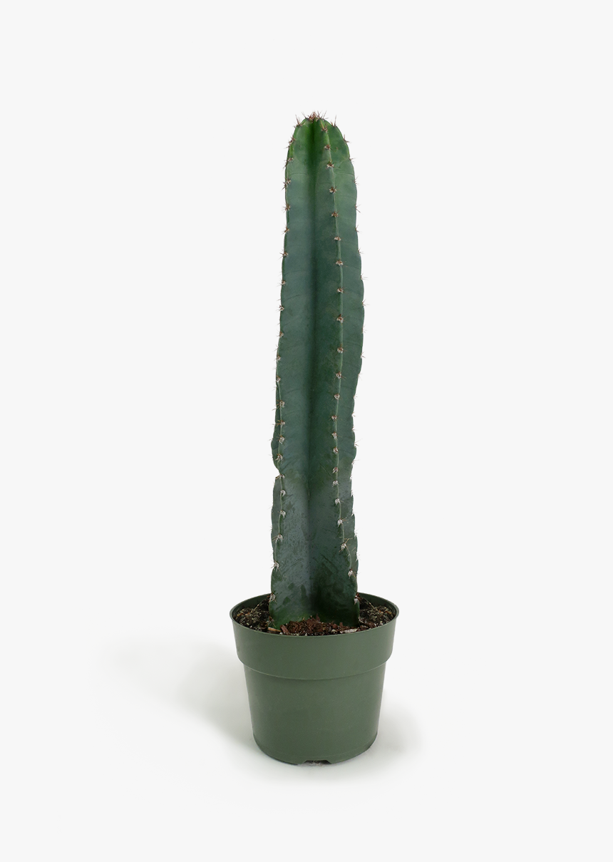 San Pedro Cactus, HD Png Download
