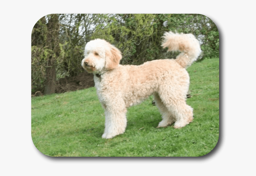 Poodle Mixed With Labrador, HD Png Download