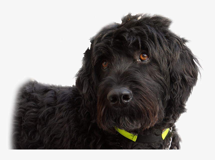 Cockapoo Goldendoodle Portuguese Water Dog Schnoodle - Labradoodle, HD Png Download