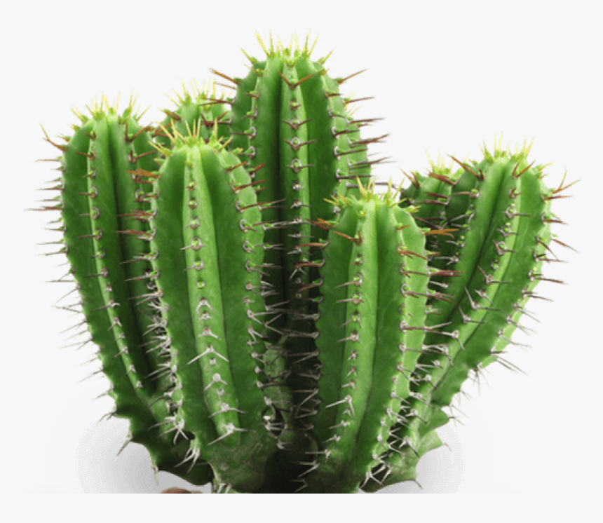 Cactus Png, Transparent Png