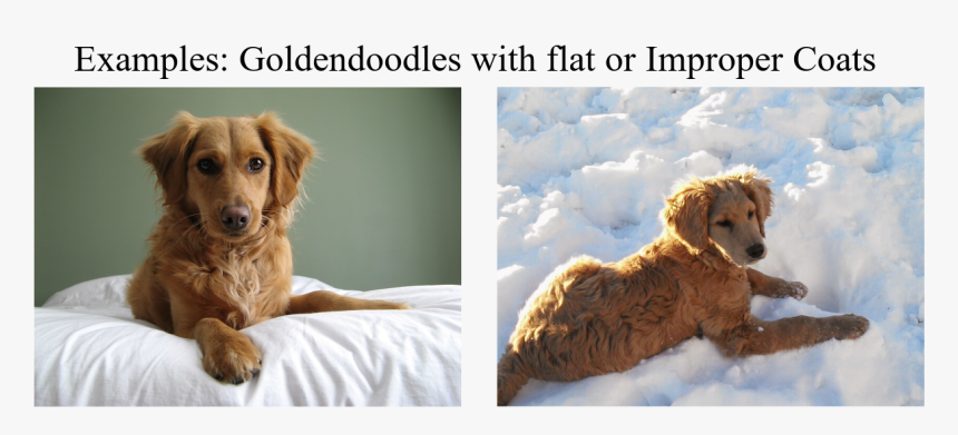 flat coat goldendoodle puppies for sale