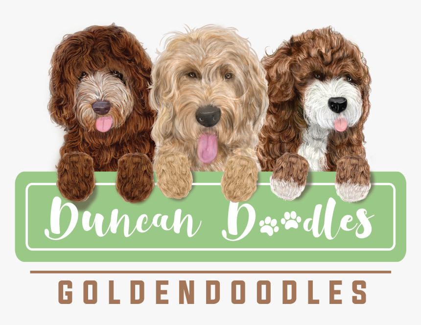 Labradoodle, HD Png Download