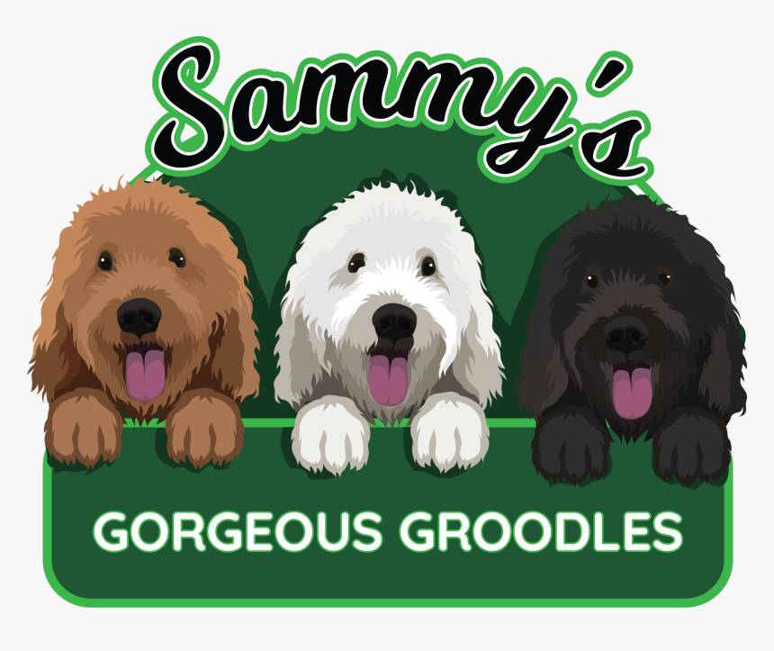 Sammy’s Gorgeous Groodles - Labradoodle, HD Png Download