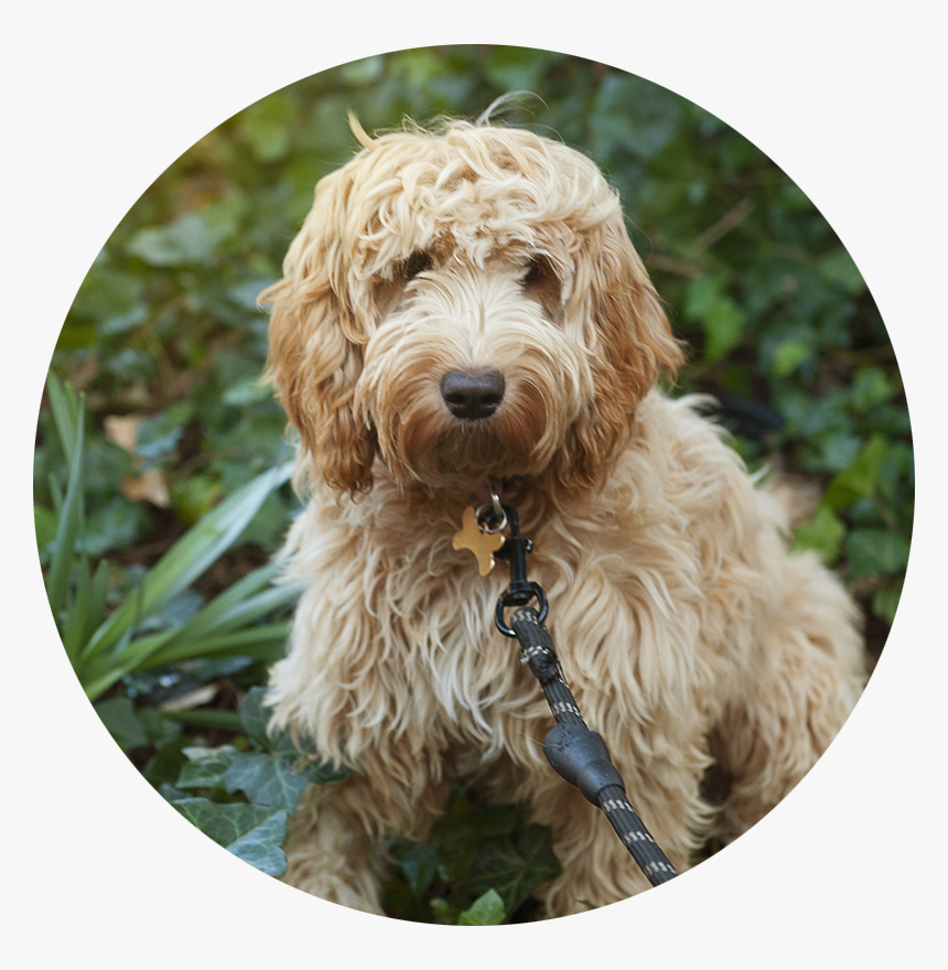 Transparent Goldendoodle Png - Labradoodle, Png Download
