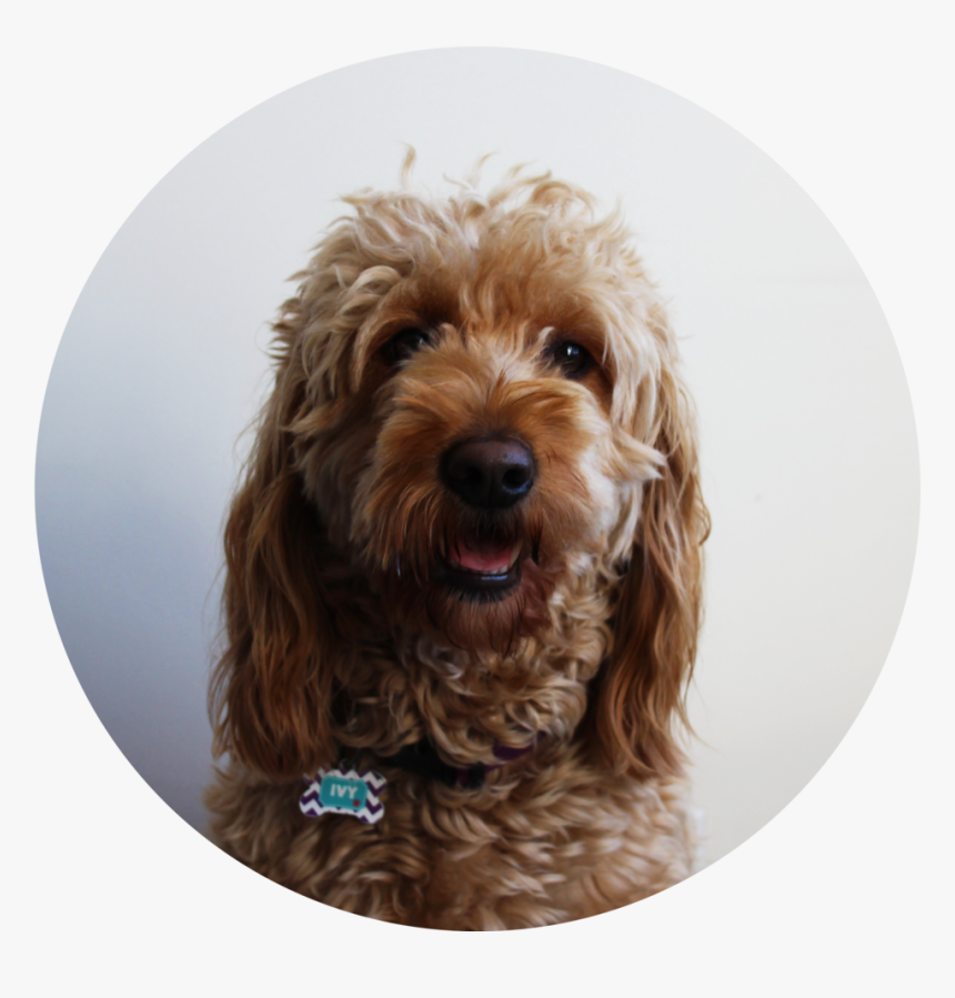 Ivybio - Labradoodle, HD Png Download