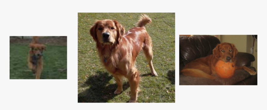 Golden Retriever, HD Png Download