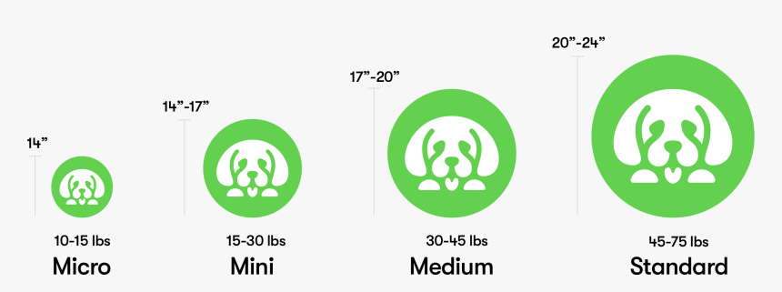 Goldendoodle Puppy Sizes - Graphic Design, HD Png Download