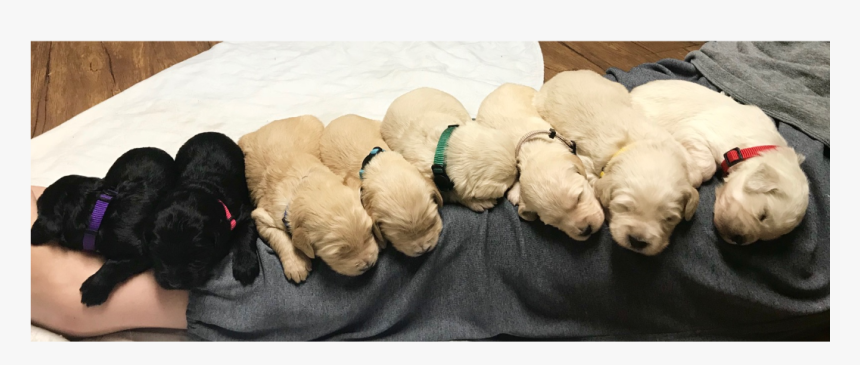 Labrador Retriever, HD Png Download