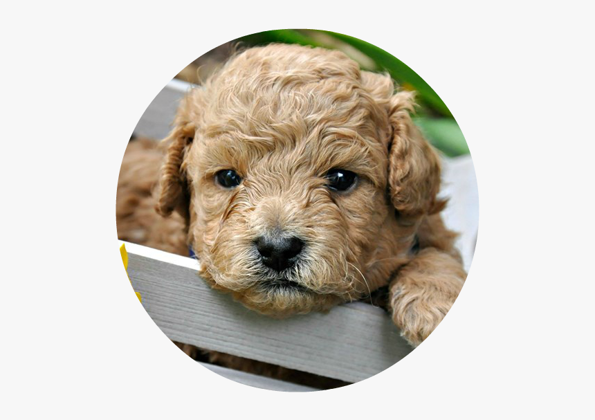 Shih-poo, HD Png Download