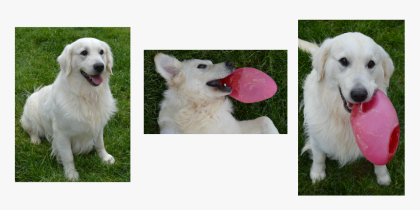 Picture - Berger Blanc Suisse, HD Png Download