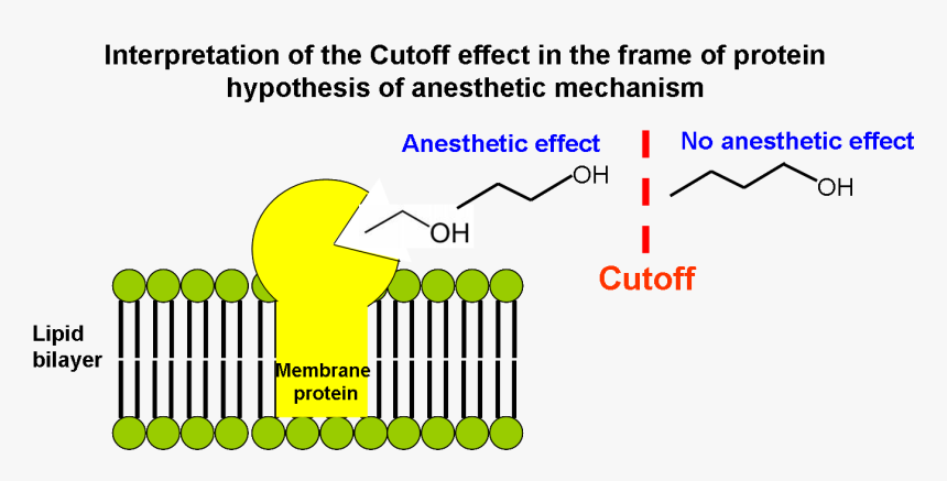 Interpretation Of The Cutoff Effect In The Frame Of - Anesthesia Mechanism, HD Png Download