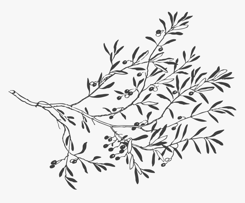 Leaves And Branches Drawing, HD Png Download