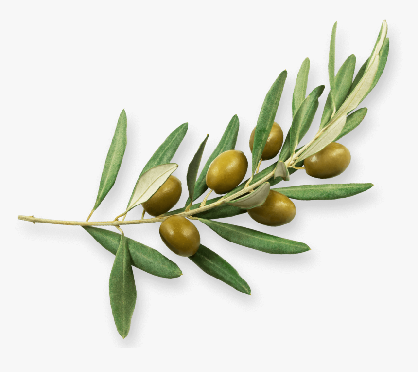 Olive-family - Rama De Olivo Png, Transparent Png