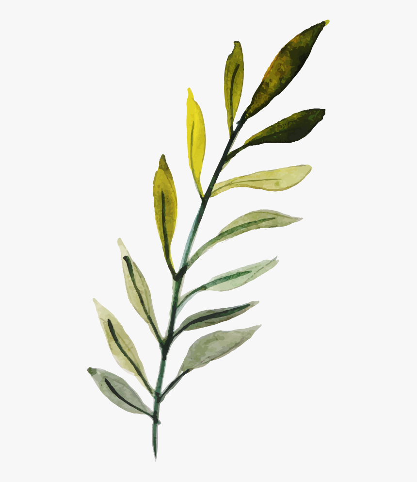 Russian Olive, HD Png Download