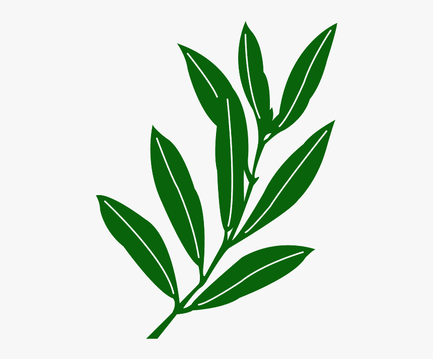 Folha De Oliva, HD Png Download