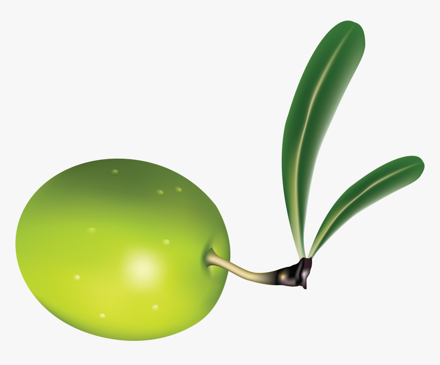 Olive Png, Transparent Png