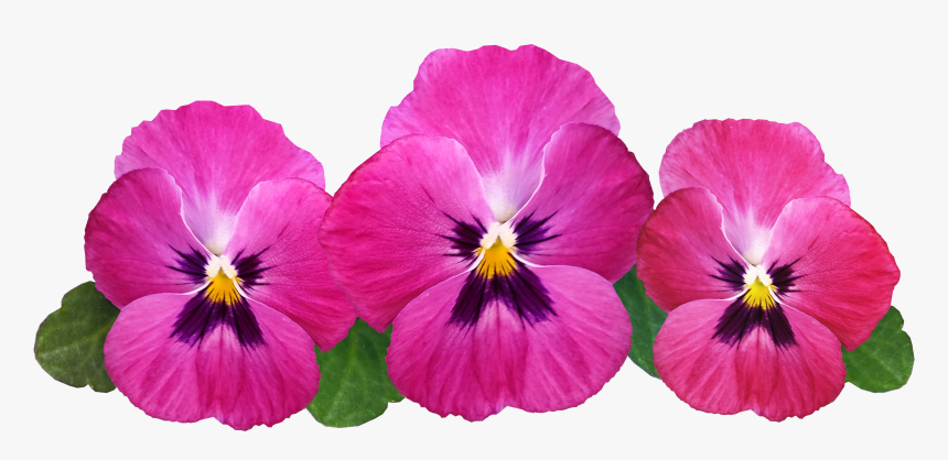Pansies Png Image - Pansies Transparent Background, Png Download