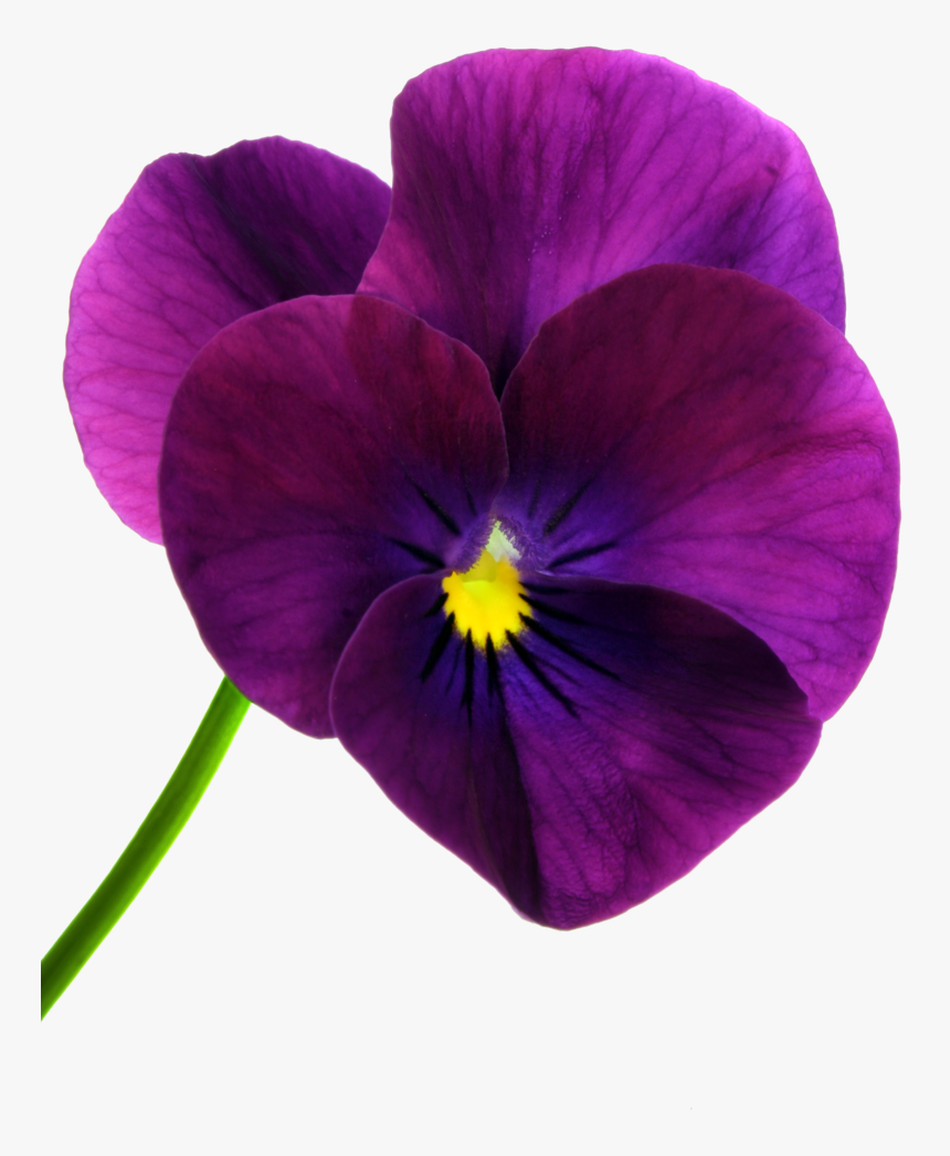 Clip Art Pansy Yahoo Image Search - Purple Poppy, HD Png Download