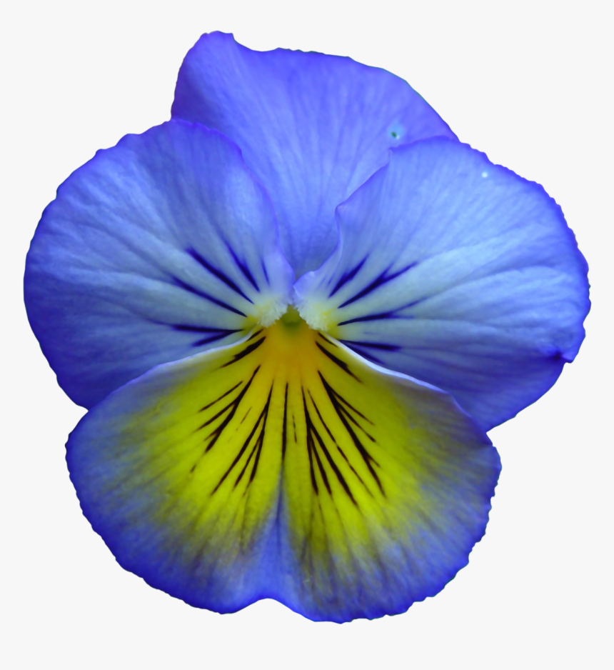Pansy Flower Flowers Free Picture - Free Clip Art Blue Flower, HD Png Download