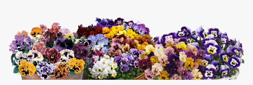 Transparent Pansies Png - Bouquet, Png Download