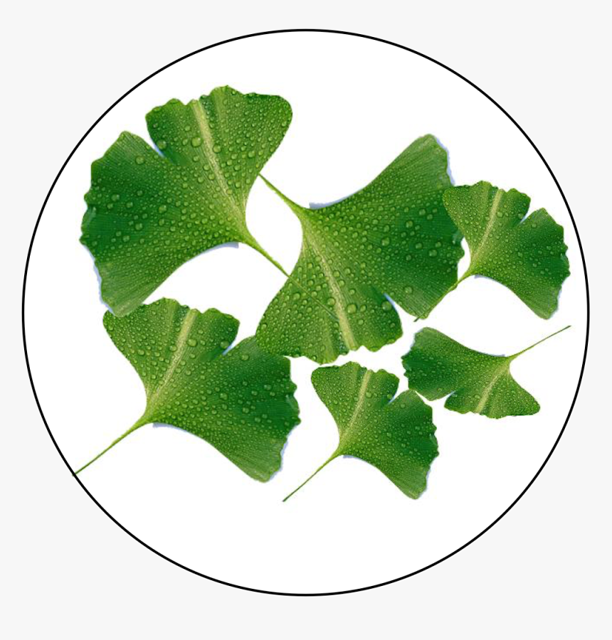 Ginkgo Biloba Extract - Lebel Ginkgo Biloba Png, Transparent Png