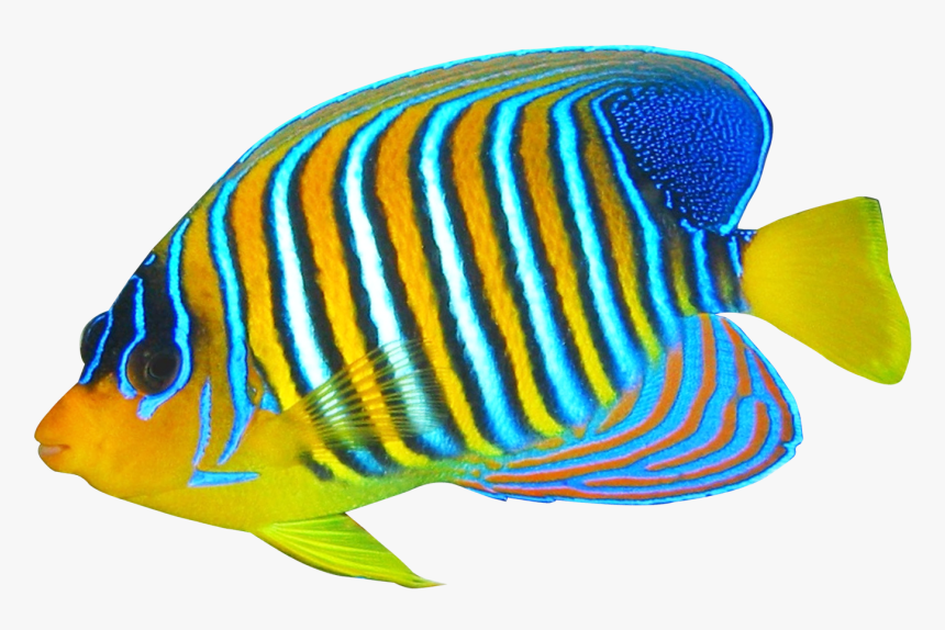 Angelfish - Transparent Background Transparent Fish, HD Png Download
