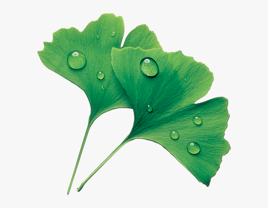 Maidenhair Tree, HD Png Download