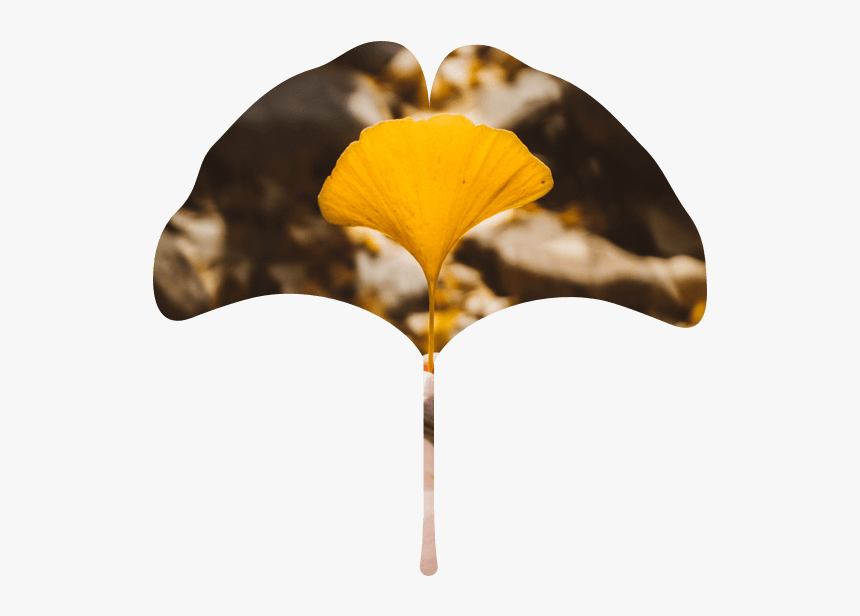 Maidenhair Tree, HD Png Download