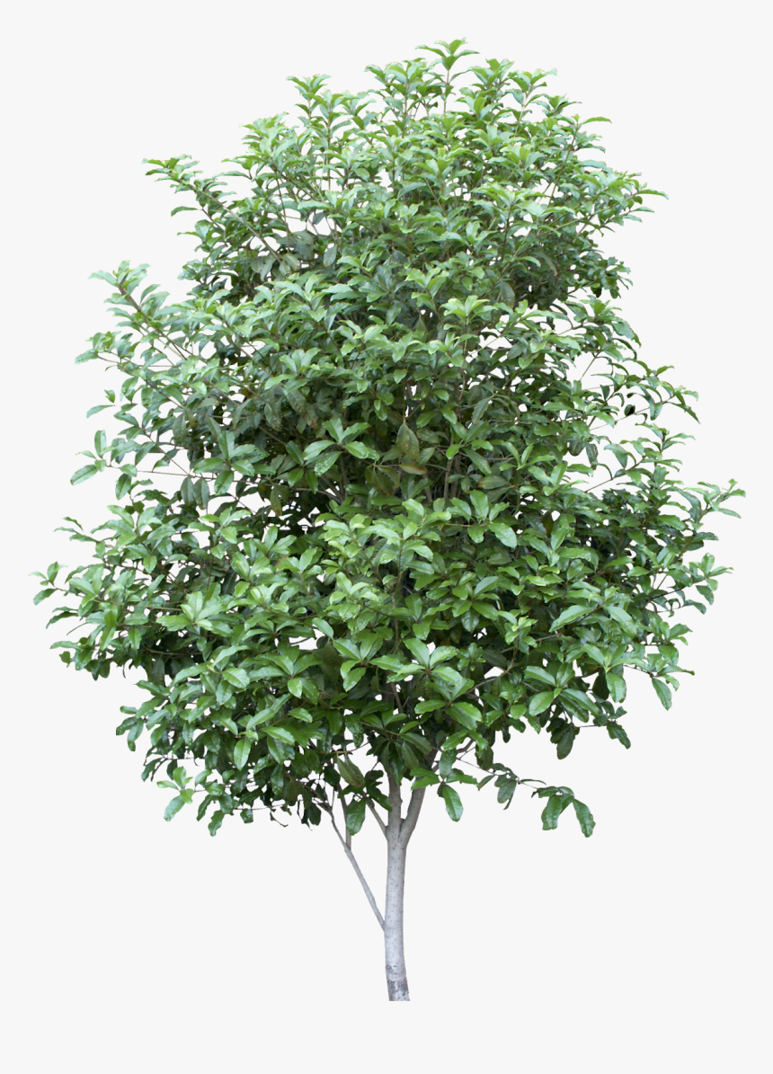 Fall Trees Png - Vector, Transparent Png