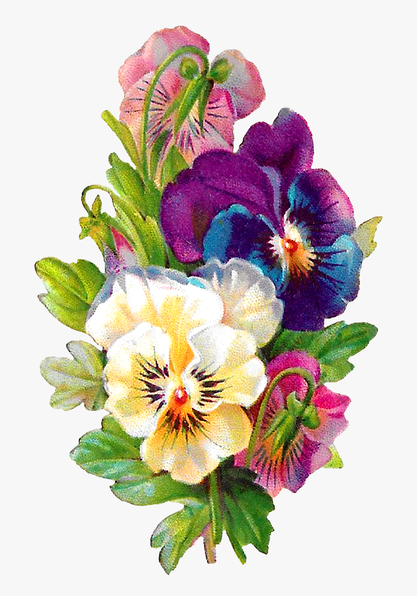 Carolyn Iott On Twitter - Pansy Flower On Transparent Background, HD Png Download