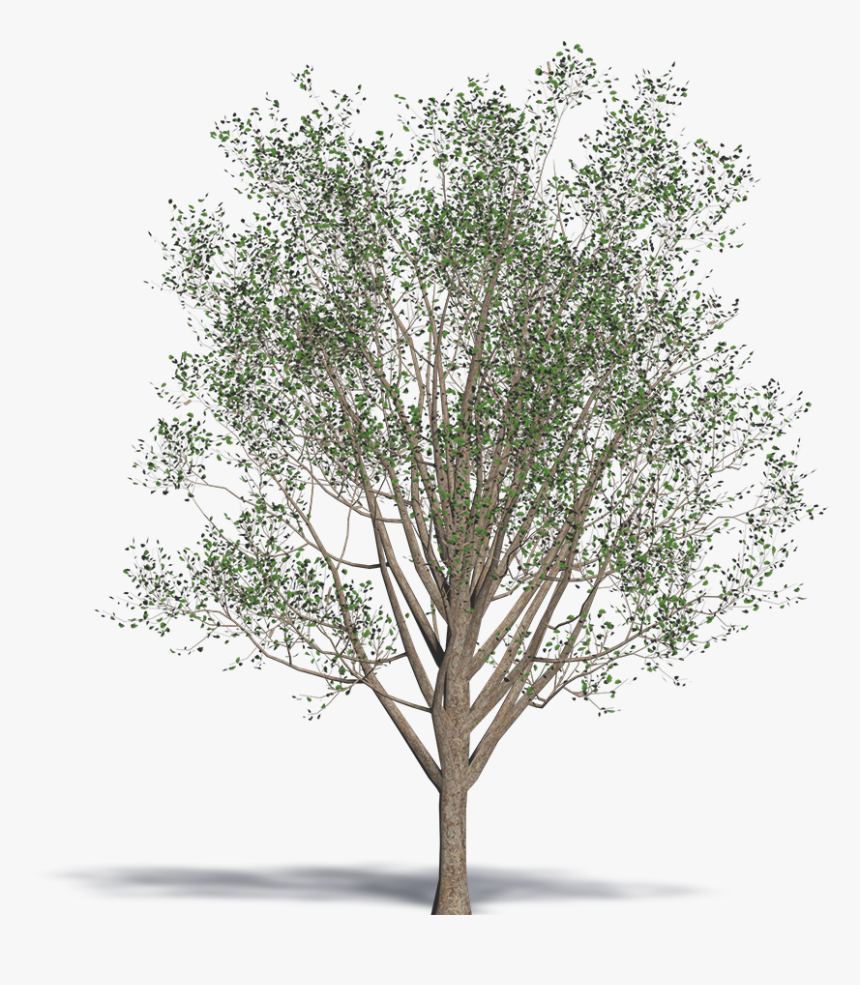 Ginkgo, Maidenhair Tree - Wood, HD Png Download