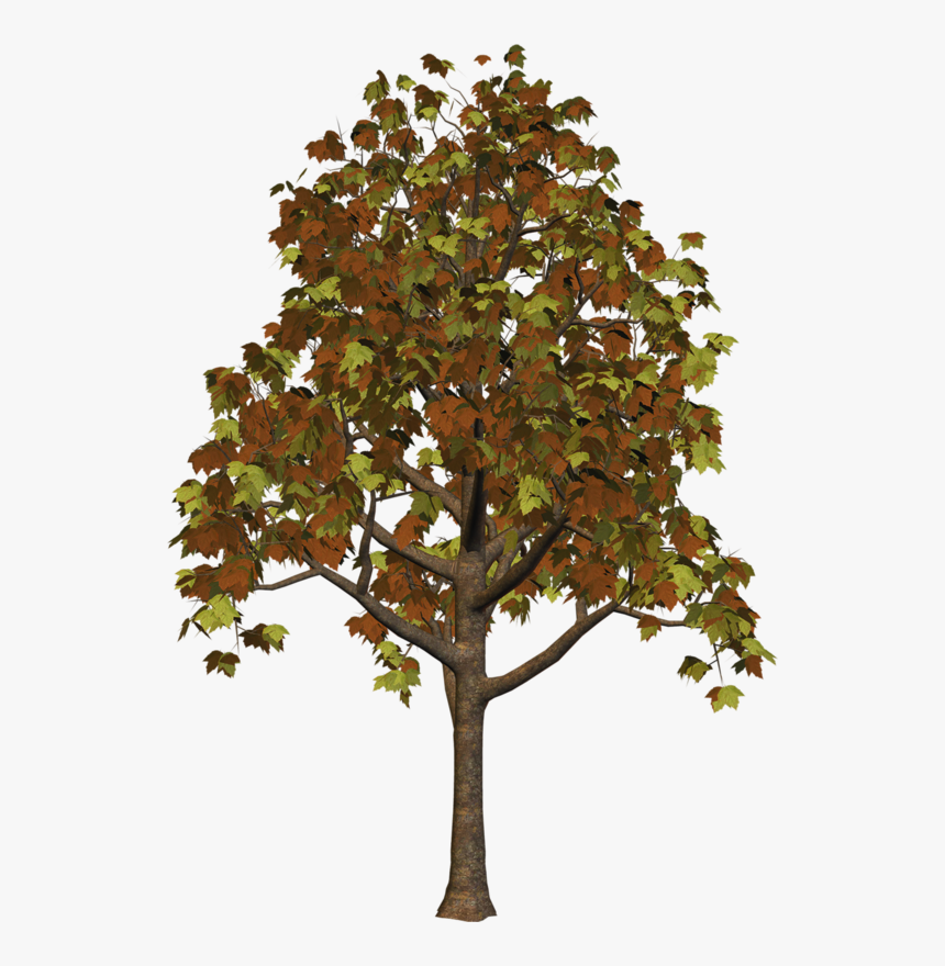 Fall Trees Png, Transparent Png