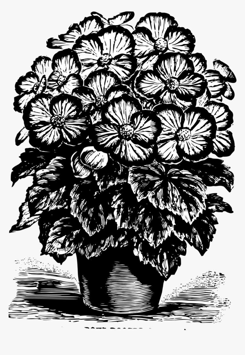 Pansy Pansies Potted Flower - กระถาง ดอกไม้ ด รอ อิ้ ง, HD Png Download