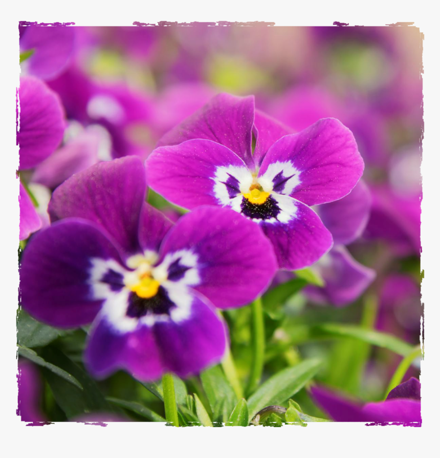 Plants, HD Png Download