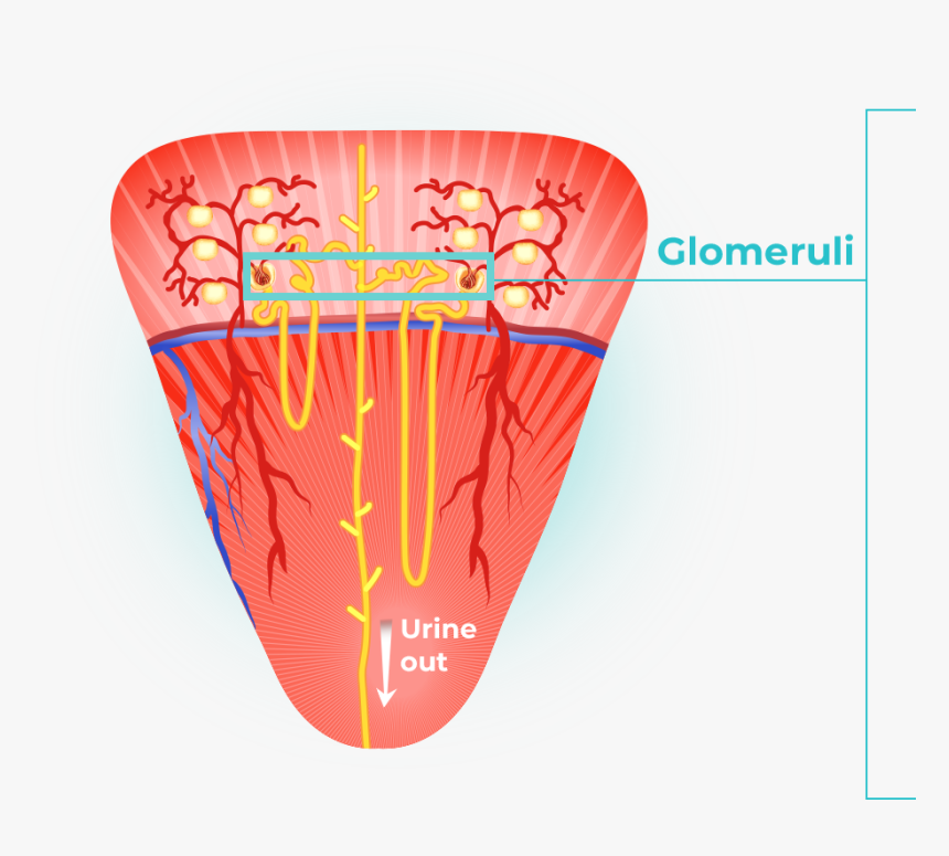 4 Images Are Shown, The First Image Shows The Anatomy - Illustration, HD Png Download