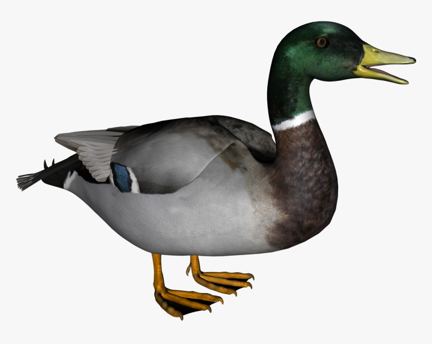 Download Duck Png, Transparent Png