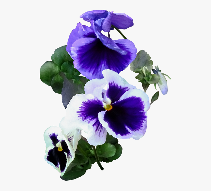 Click And Drag To Re-position The Image, If Desired - Pansy, HD Png Download