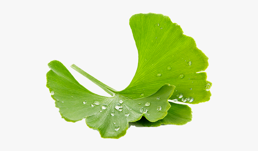 Ginkgo - Maidenhair Tree, HD Png Download