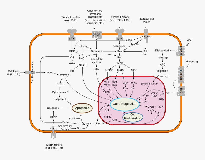 Metabolic Pathways In The Cell, HD Png Download