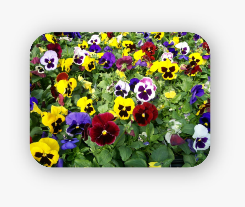 Pansies - Pansy Viola Mix, HD Png Download