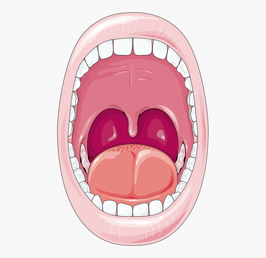 Cartoon Digestive System Mouth, HD Png Download