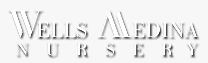 Pansies Png, Transparent Png