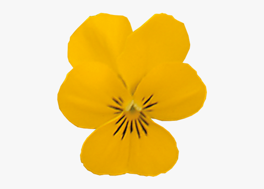 Yellow Pansy Png, Transparent Png