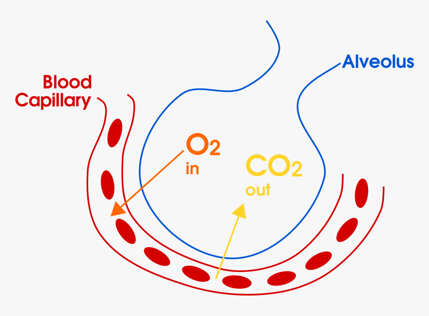 Example Of Gas Exchange In The Lungs For Copd Overlap - Gas Exchange In Alveoli Diagram, HD Png Download