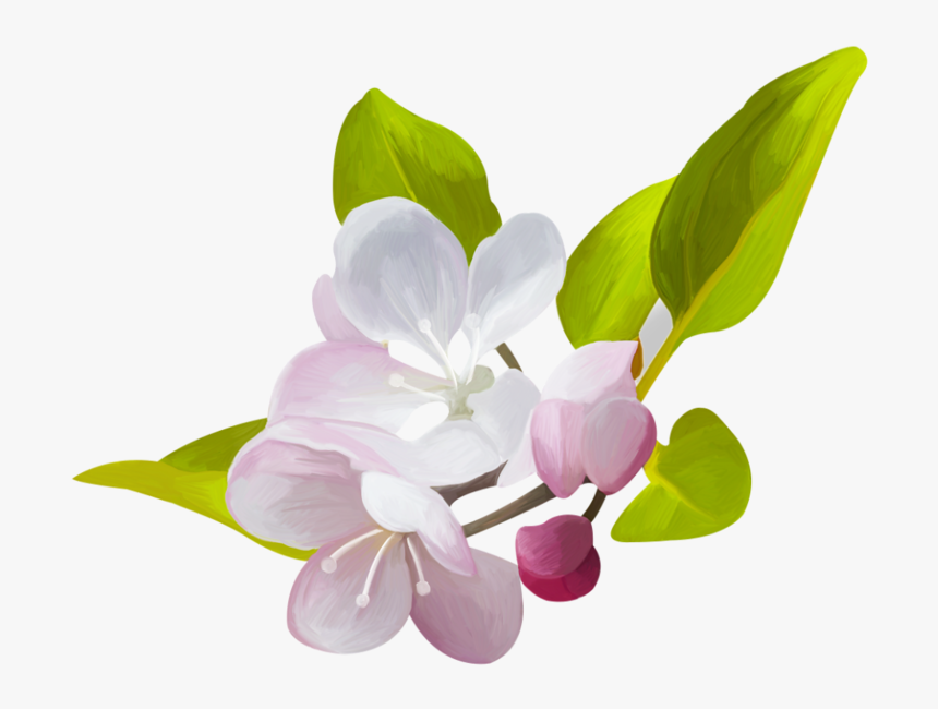 Скрап Набор «hello Spring» - Цветущая Яблоня Png, Transparent Png